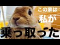 それでもウサギを飼いますか?ウサギの飼育で大変な事まとめ! #662