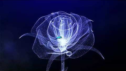 Trapcode Particular, Form OBJ - Tutorial - Rose. Adobe After Effects/ 트랩코드 파티큘러 폼 OBJ