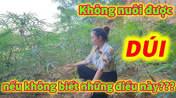 Chi Tiết Từng Loại Thức Ăn Cho Dúi Cần Phải Biết, Kỹ Thuật Nuôi Dúi Sinh Sản Tại 3 Miền.