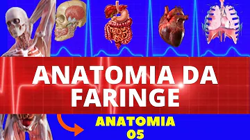 Qual a diferença de orofaringe e nasofaringe?