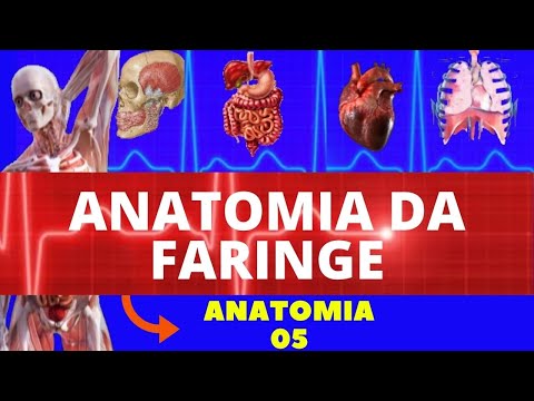 ANATOMIA DA FARINGE (NASOFARINGE, OROFARINGE E LARINGOFARINGE) - SISTEMA DIGESTÓRIO