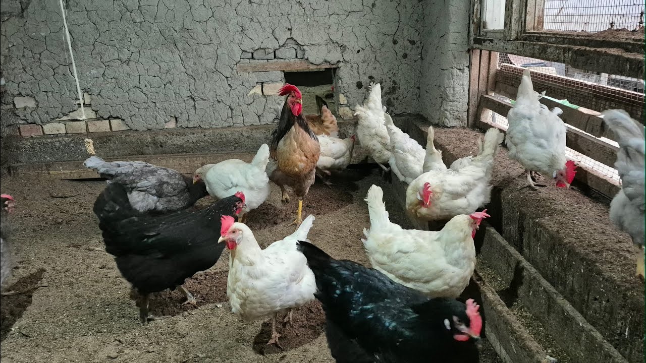 Ок товукдан насил олса буладими? тухум % канча!