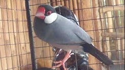 Suara Burung Gelatik Jawa Gacor - Masteran Gelatik Jawa Bersuara Unik Nyaring Dan Kencang - Durasi: 24:00. Suara Burung Gelatik Jawa Gacor - Masteran Gelatik Jawa Bersuara Unik Nyaring Dan Kencang - Durasi: 24:00.