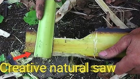 Primitive technology: Making natural saw