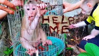 Full Video: Rescuing a baby Monkey mistreated by Hunter and releasing it into the Forest