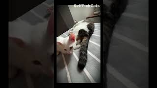 Cats being cats for 60 seconds 😹 #cats #shorts