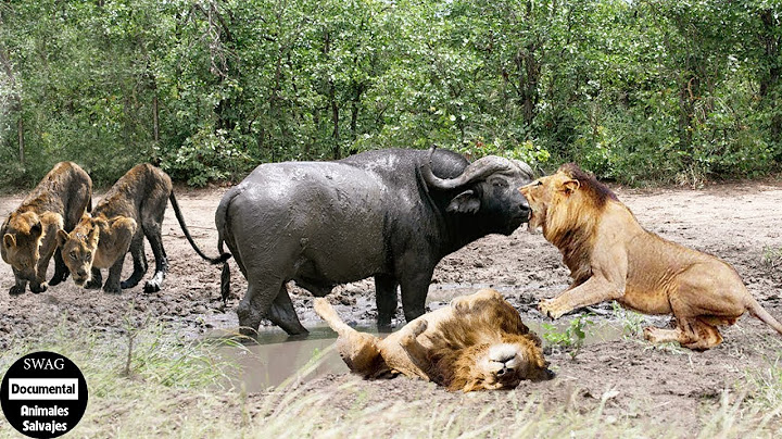 El León Macho Tuvo Suerte Cuando El Búfalo Se Quedó Atrapado En El Barro  | Animales Salvajes