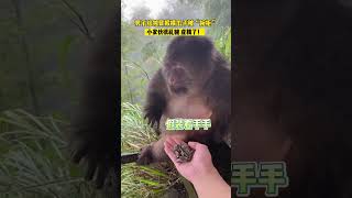 monkey politely refused sunflower seeds and only accepted one peanut