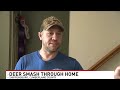 Five deer break into Pennsylvania home, run through house in chaotic scene
