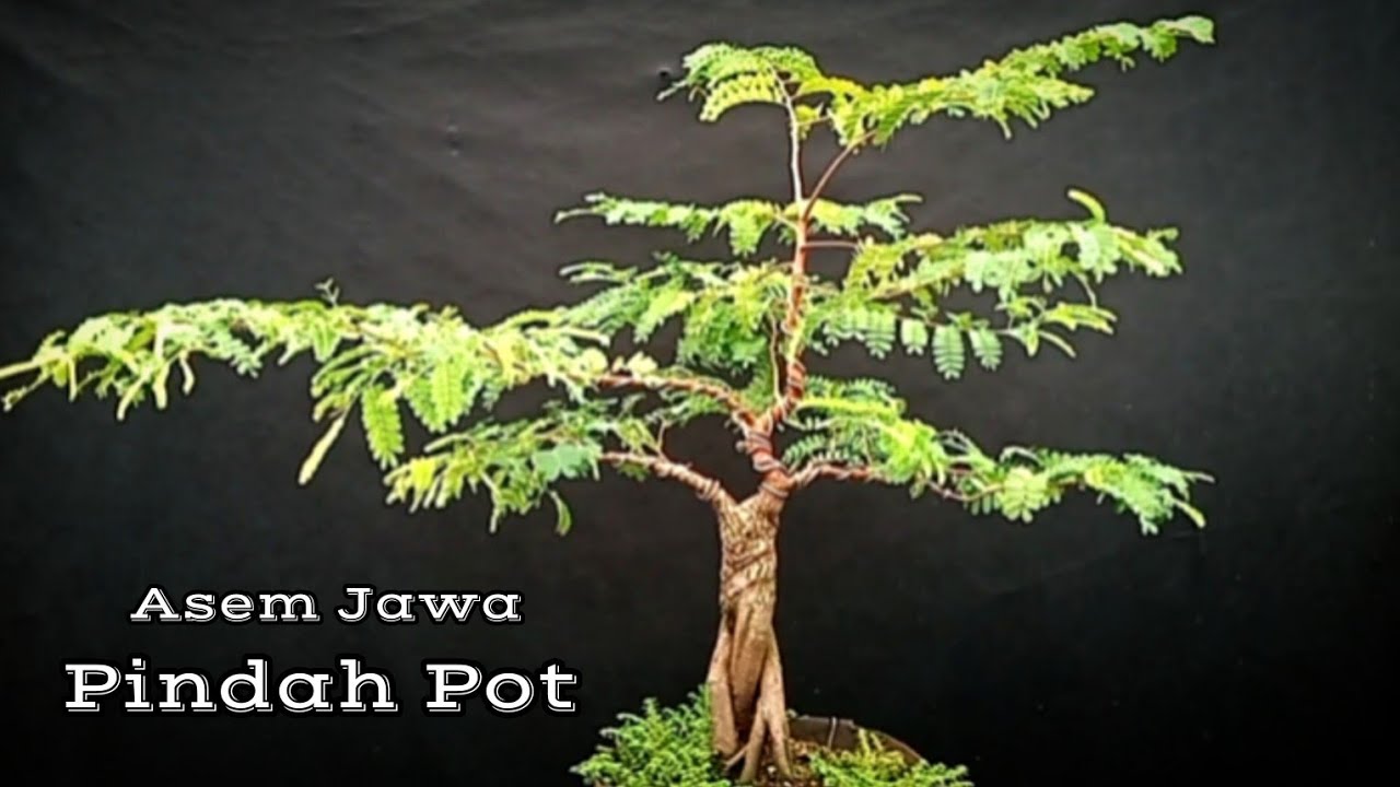 Proses Ganti Pot Bahan Bonsai Asem Jawa (Tamarindus Indica)