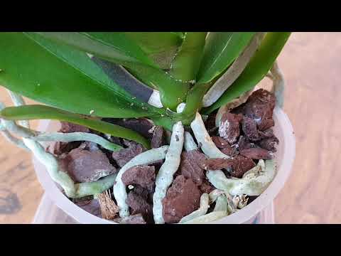 Video: Phalaenopsis: техникалык тейлөө жана сактоо