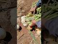 #927 #Gardening #Farming White Onion
