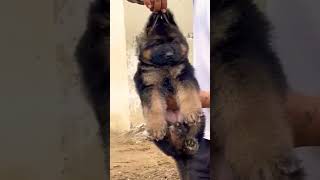 8810623046 German Shepherd KCI puppy booking open trained vaccinated guard dog call fast booking now