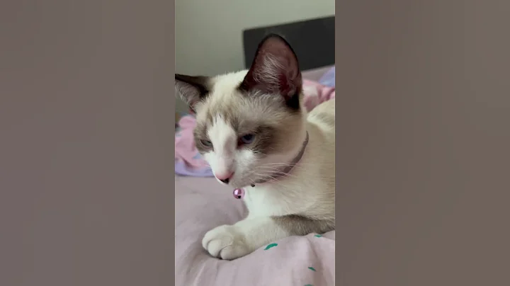 Watch the video about My Snowshoe kitten🤍 #cat #blueeyes #kittenvideos #kitten