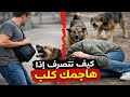ماذا تفعل إذا هاجمك كلب ضال فجأة 