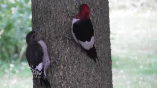 AWESOME REDHEADED WOODPECKER SLOS MOTION OF FEEDING A FLEDLING