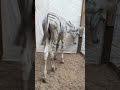 गाजा के चिड़ियाघर में गधा बना ‘जेब्रा’ [Painted Donkey Becomes ‘Zebra’ Star at Gaza Zoo]