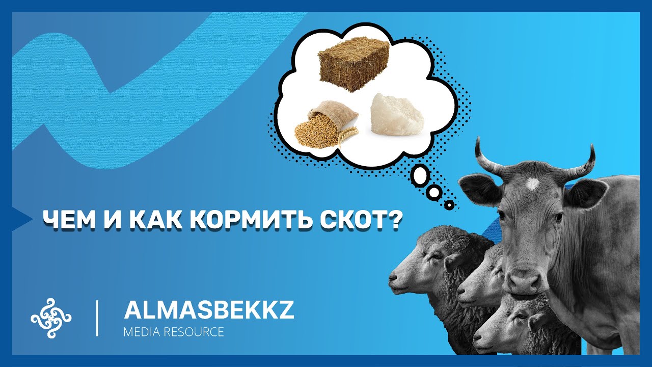 Чем и как кормить скот? - YouTube