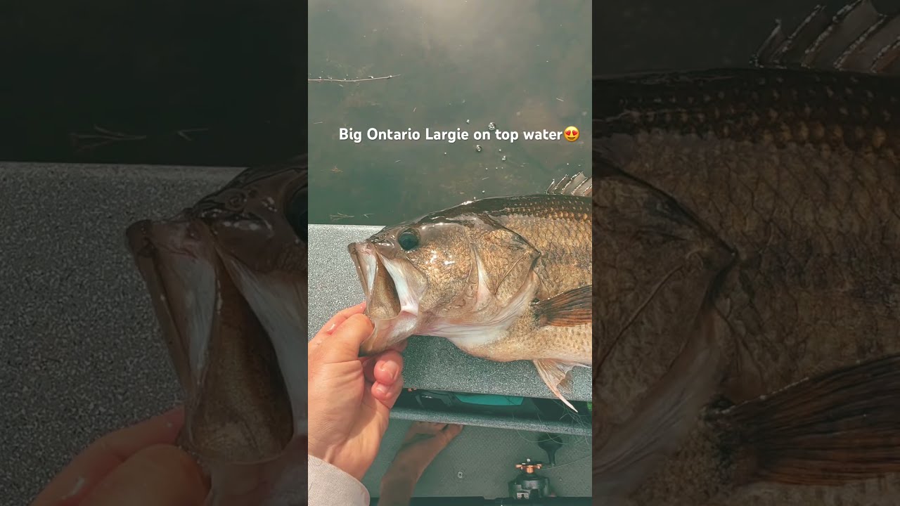 Who Else Loves The Ontario Bass Bite Fishingvideos Bassfishing