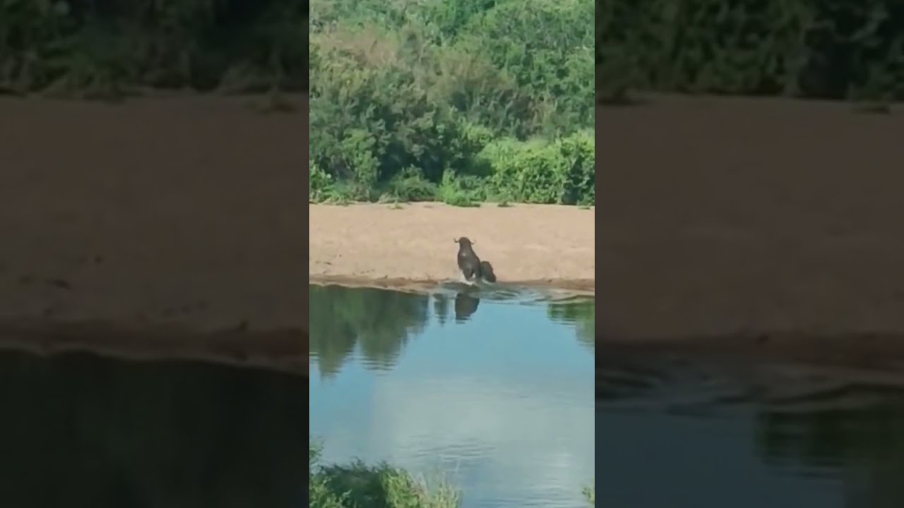 Crocodile Surprise Attack Buffalo Shorts Safari Wildlife