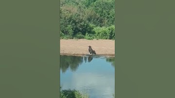Crocodile Surprise Attack Buffalo! #shorts #safari #wildlife