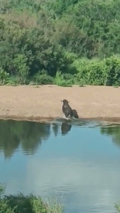 Crocodile Surprise Attack Buffalo! #shorts #safari #wildlife