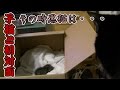 【第8話】子猫と初対目した黒猫ビター。その時ビターは・・・(面白い&可愛い子猫)