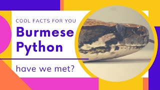Burmese python facts 🐍