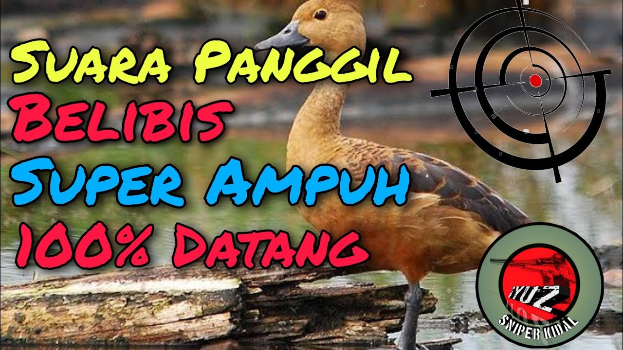 Suara Panggil/Pikat Belibis Super 