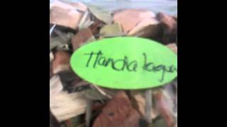 gotas de tlanchalagua para bajar de peso