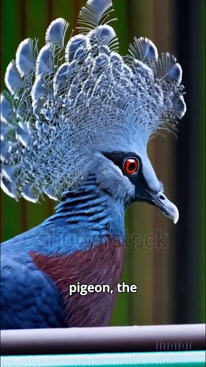 Victoria Crowned Pigeon -The Bird That Wears a Crown #pigeon #ytshorts #facts #nature #beautiful #yt
