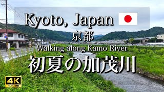 【4K】Walking tour along the Kamo River in Kyoto, Japan in British English