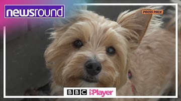The School with its OWN CUTE DOG!!! 🐶 | Newsround Press Pack