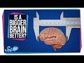 Understanding Brain Size and Intelligence