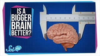 Does a Bigger Brain Make You Smarter?