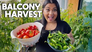 MY FIRST BALCONY GARDEN VEGETABLE HARVEST | Massive harvest from my garden in London