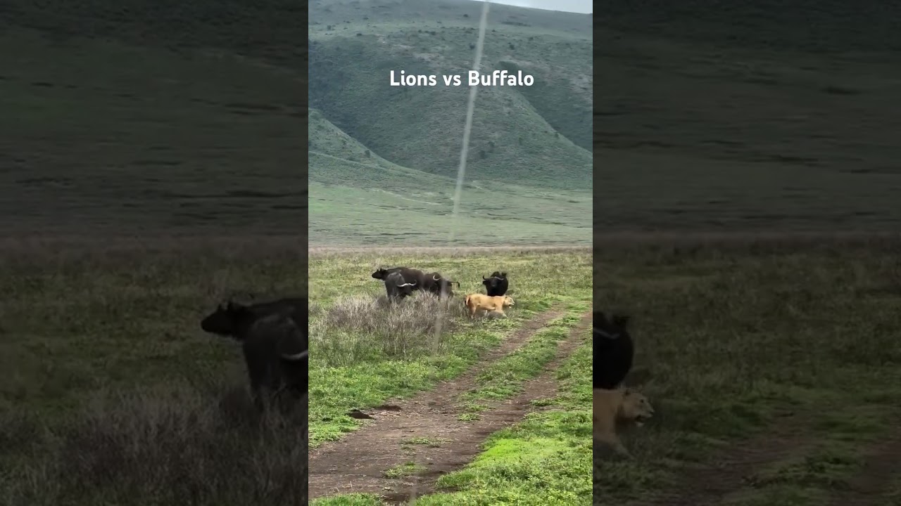 Rare face off between Lions and Buffalo