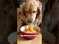 dog eating korean noodles