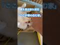 人生2周目の余裕を感じます。あんたうちに来てすぐでっせ…と。#猫のいる暮らし #保護猫 #保護一日目