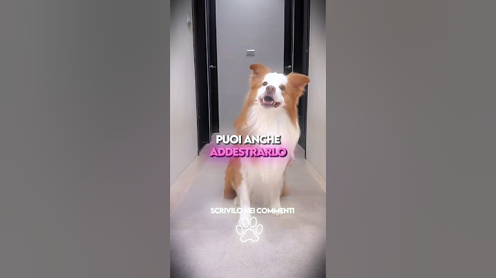 Le 3 Razze di Cani PIÙ FACILI da Addestrare!🐶🛡️