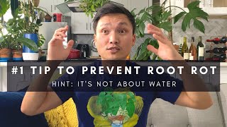 #1 tip to prevent root rot (hint: it’s not about water) | Pro houseplant care tip | Ep 131 screenshot 1