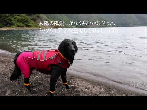 SUP大好きになったキャンディの記録(フラットコーテッドレトリバー12歳)