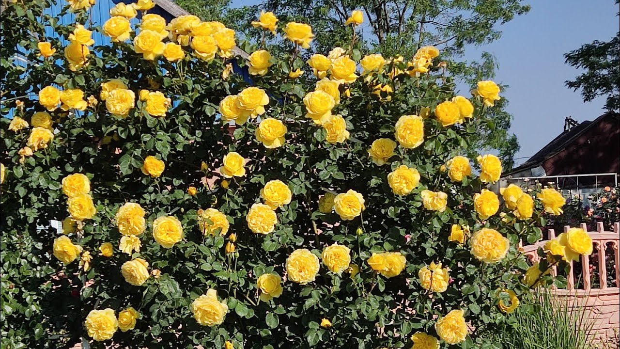 Початок квітування троянд (перелік назв сортів в описі до відео)