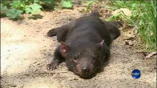 10 News 20121021 - Tasmanian Devil Capture (Scratchy)
