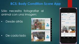 EVALUACIÓN DE LA CONDICIÓN CORPORAL EN VACAS LECHERAS 2 PARTE Cuando y Como Evaluar screenshot 5