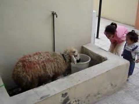 ‫خروف العيد‬‎ - YouTube