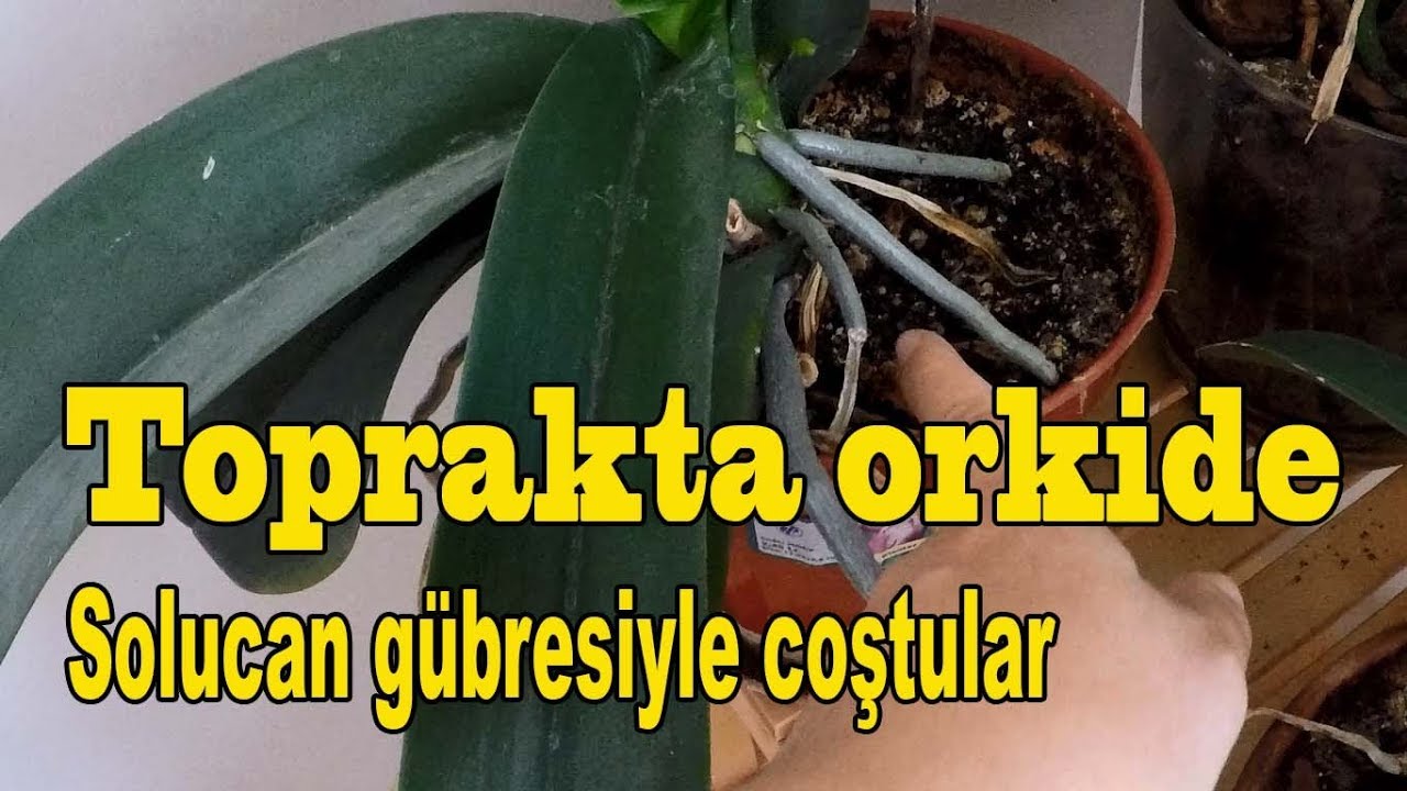 Toprakta Orkide, Evde Limon Ağacı | Çiçeklerim 1 Ayda Nasıl Gelişti?