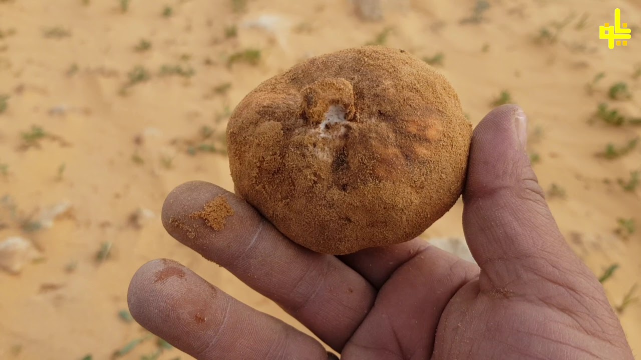 رحلة ربيع وفقع القريه ١٤٤٠/٦/١