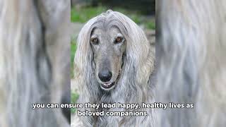 Afghan Hound nutrition and psychology