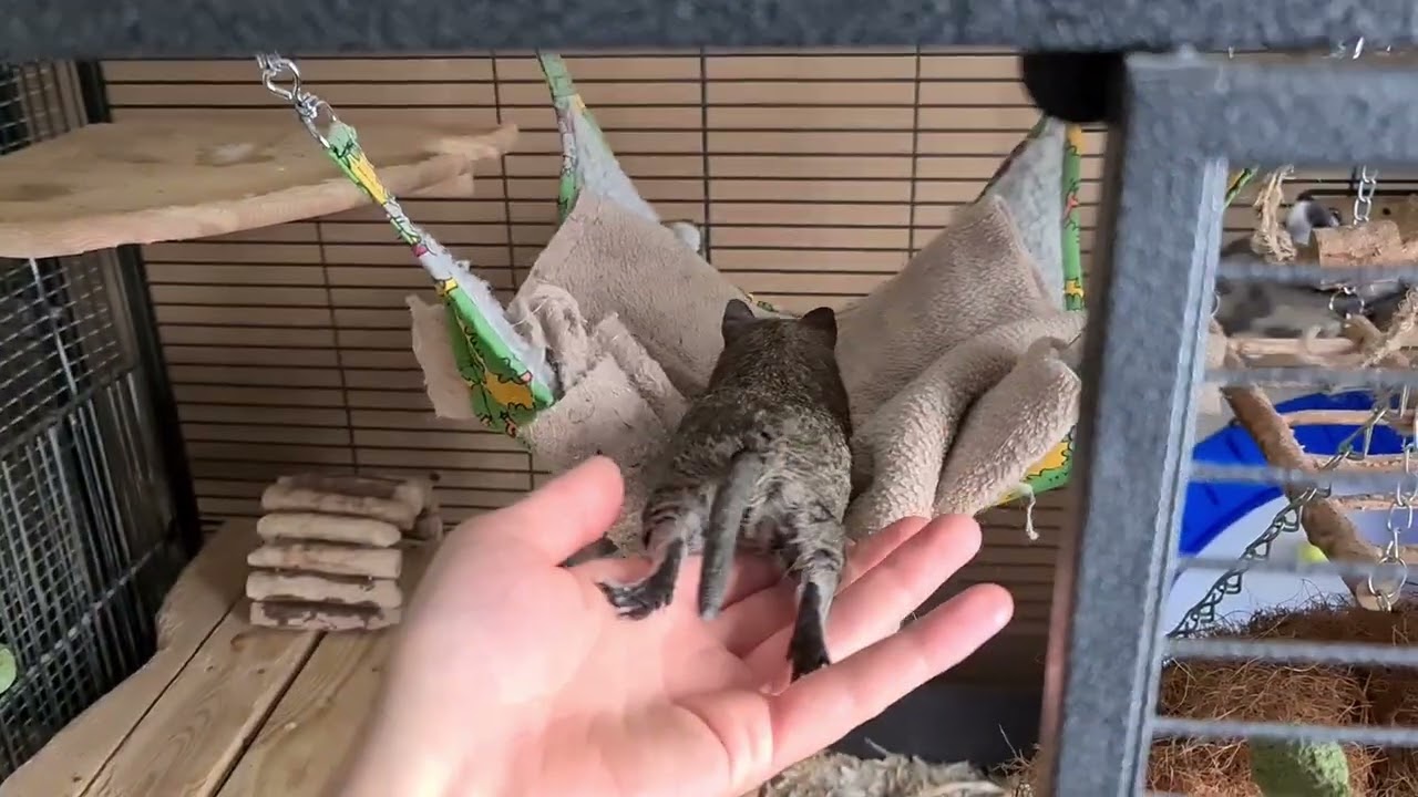 Degu Inez doing a stretch when going back in the cage